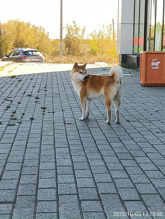 На ул. Федячкина 37а бегает сиба, кобель. Кто красавца та...