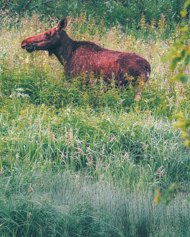 Утренний лосяш у реки Сутка 🦌
📷 Сергей Чекалов