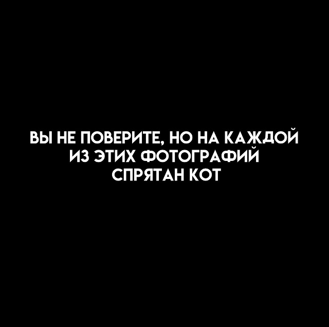 Не вижу никаких котов