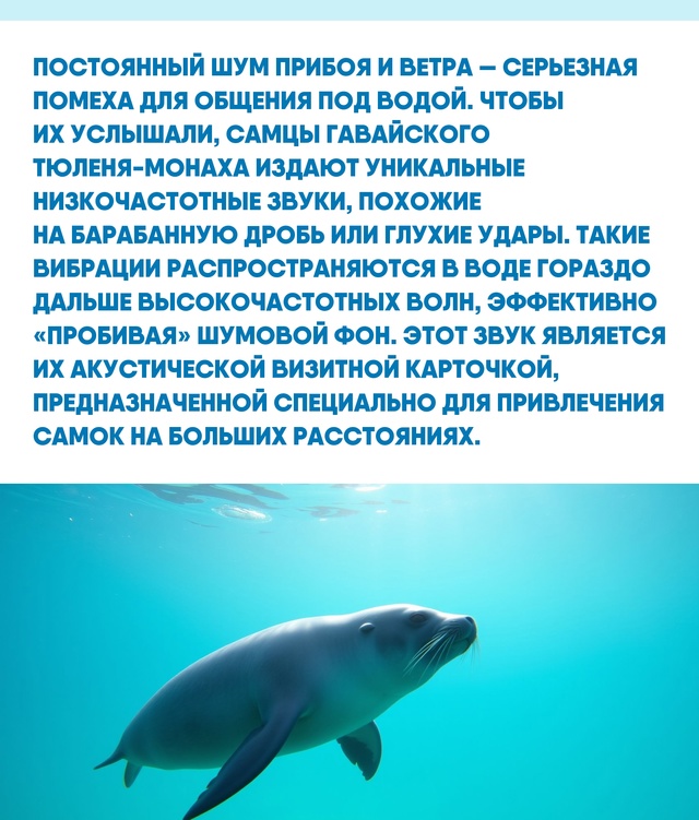 Мир океана наполнен не тишиной, а оглушительным хором ?...