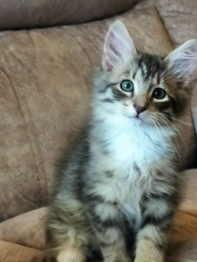 Санкт Петербург и ЛО! Мальчишка Кузя ищет дом и своего ?...