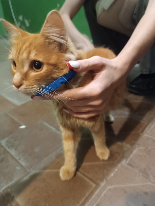 Может знает чей котенок, сегодня увидели в подъезде по ...