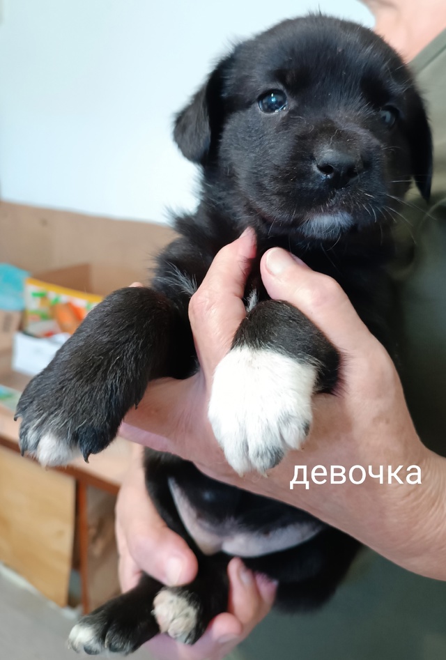 Пристраиваются щеночки: 2 мальчика и 3 девочки от хорош?...