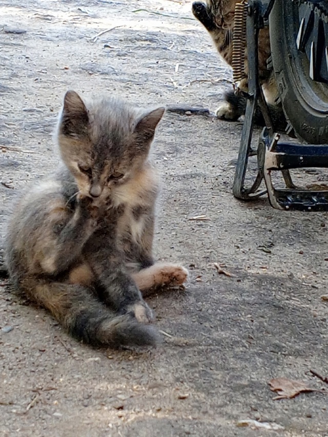 Помогите пристроить котят! 😺 Живут на улице, очень кра...