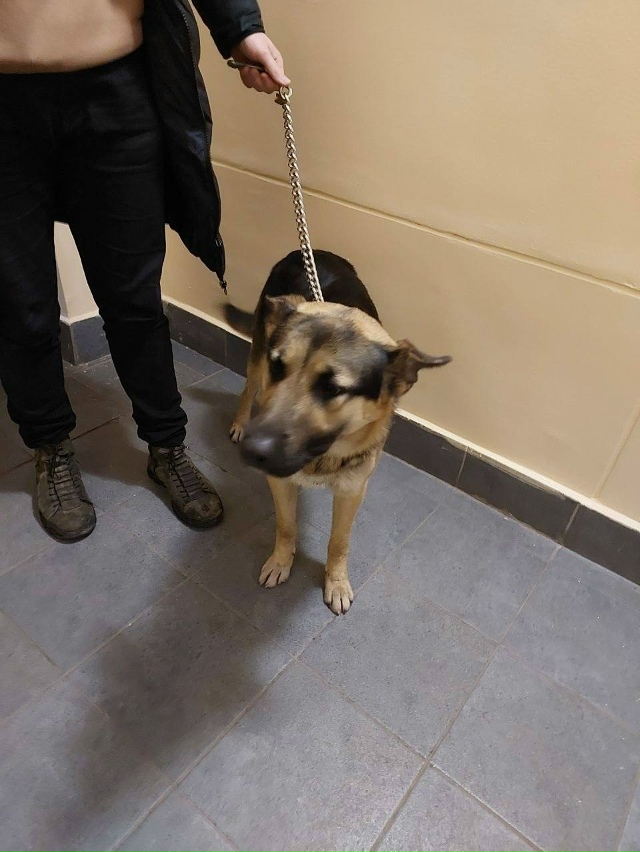 Собака, потерявшая хозяина, была найдена в электричке ?...