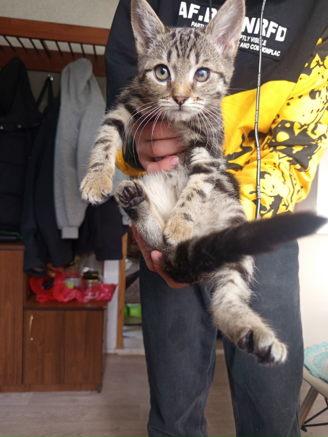 Аноним. Отдадим в хорошие руки два котенка кот и мама к?...