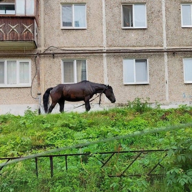 В Ревде теперь ещё и конь гуляет по городу.
Помимо хайп...