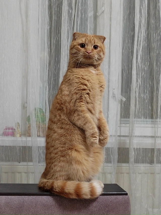🐈 Сегодня отмечается Всемирный день кошек.
А у вас е?...