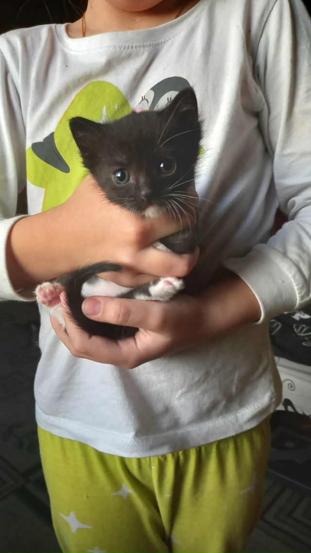 Отдам котят 89530016329