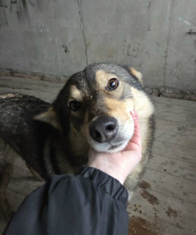 💔 Срочно! Сердце разрывается: Брошенный щенок вырос в ...