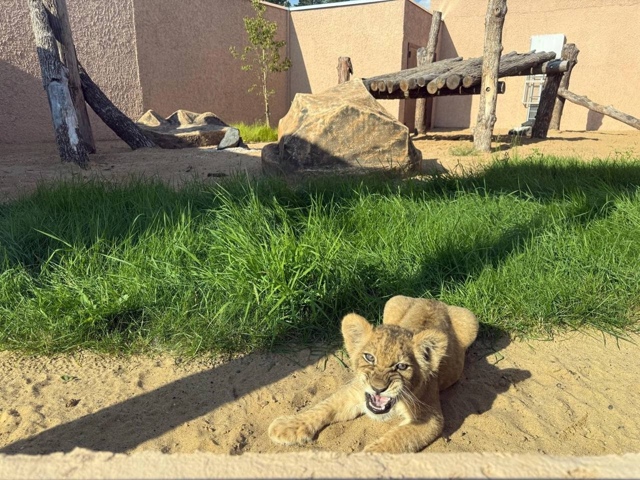 🦁 Два спасенных львенка приехали в пермский зоопарк
...