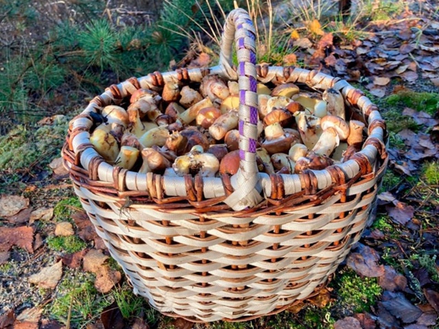 В лесах возле деревни Давыдово можно набрать маслят.
Л...
