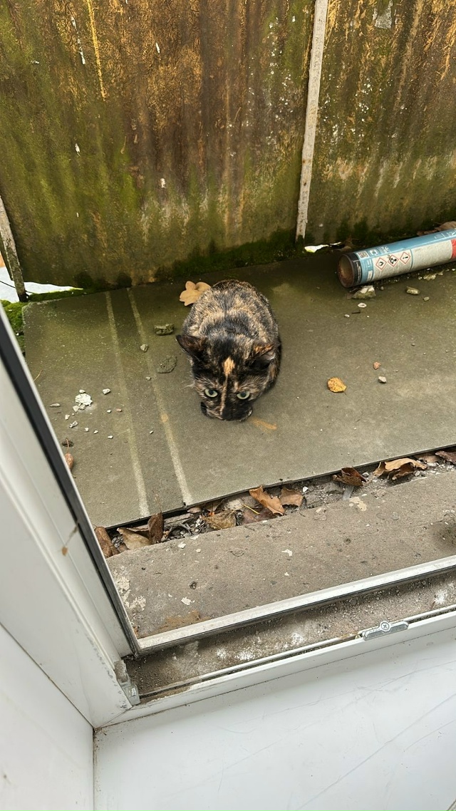 Добрый день! На ул.Коммунаров 22 ,3й этаж,забралась кошка...