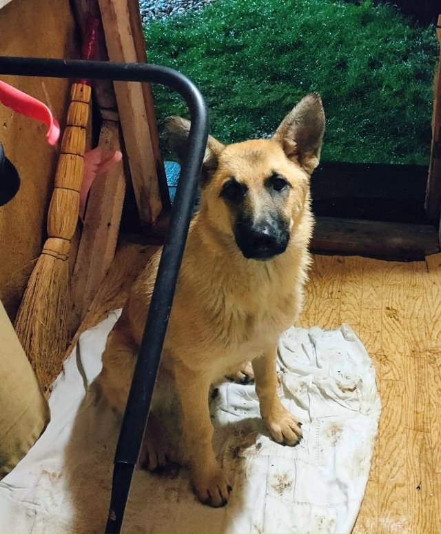 ⚠️ Найден(а) собака
📍 Рузский ГО, около деревни Марьи...