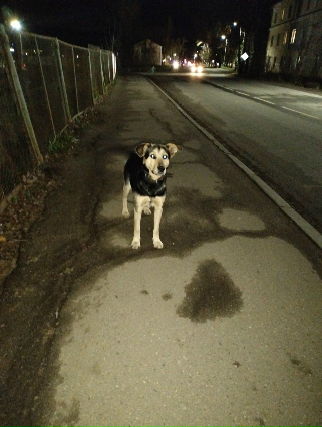 Чья собака, увязался за нами,сидит у нашего дома,с ошей?...