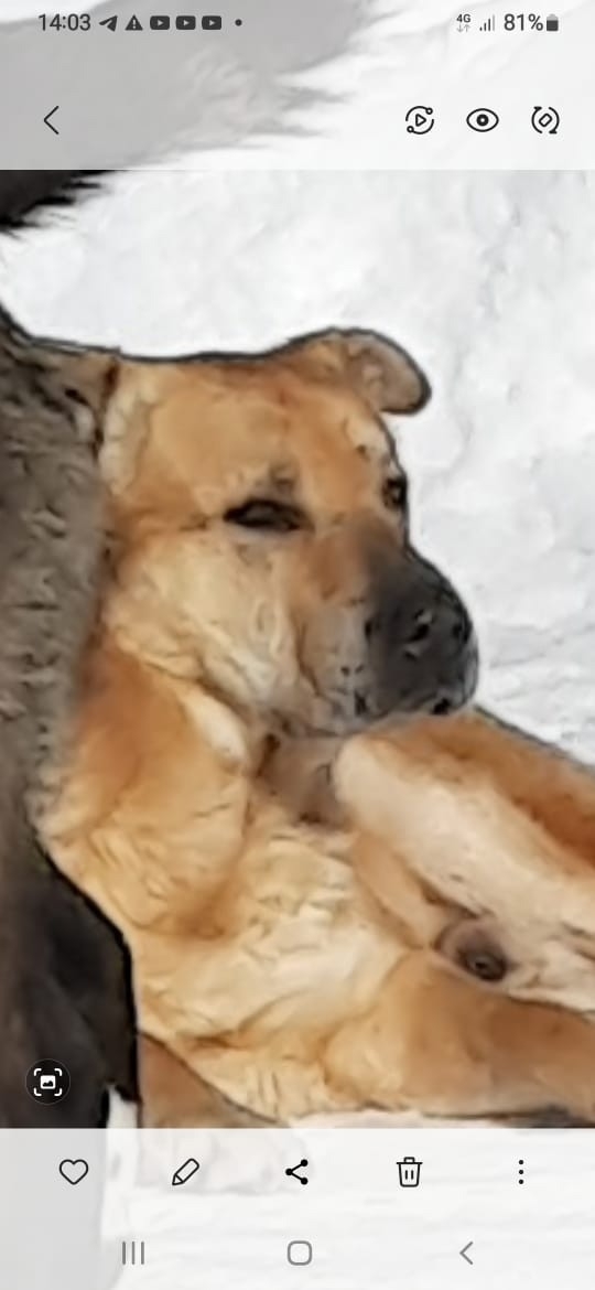 г.Чайковский Пермский край.
Исчез или отловили.... песи...