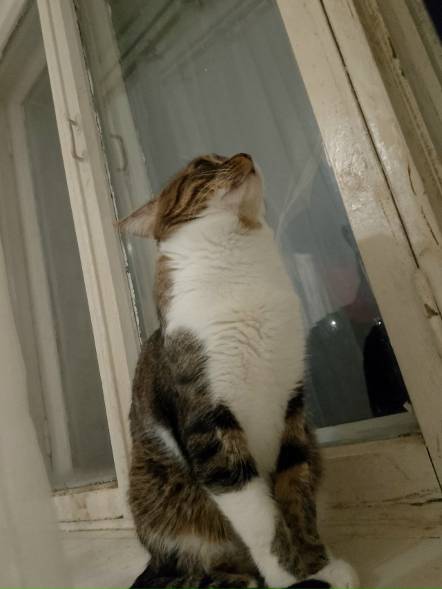 Маркиз ( ˘ ³˘)♥︎