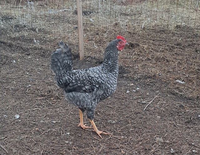 Продаются молодые петухи по 500 руб.
Тел. 89228316421