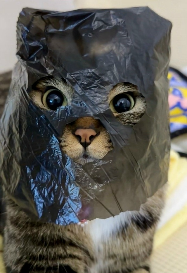 Всю еду на стол - это ограбление)