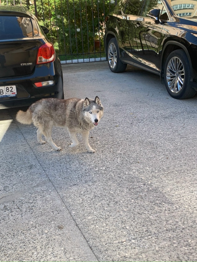 Чья потеряшка на Ленина 51/50 был