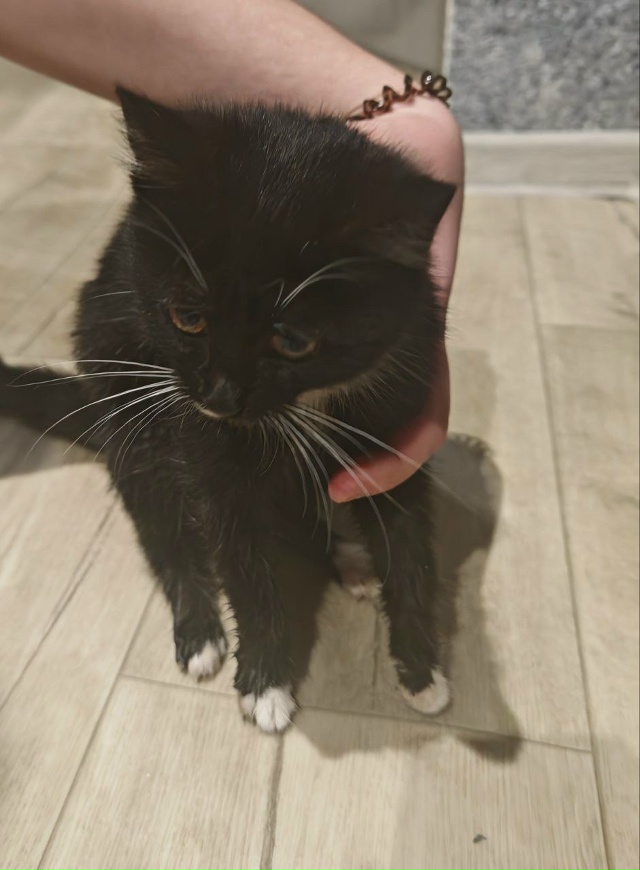 прибилась кошка на гагарина, скорей всего домашняя, ес?...