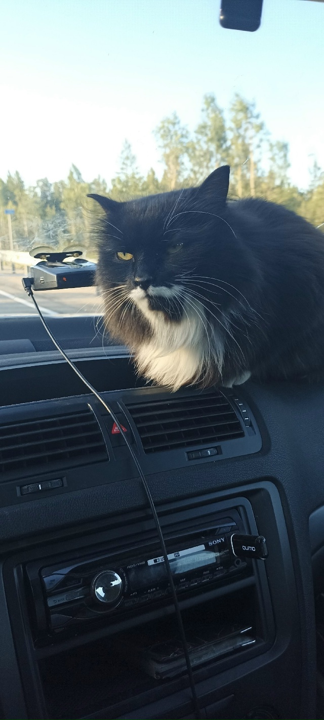 Пропала кошка. Жила советская 12. Если кто видел позвони...