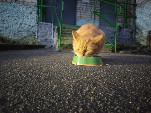 Появился котик,очень ласковый, ухоженный. Видно что до?...