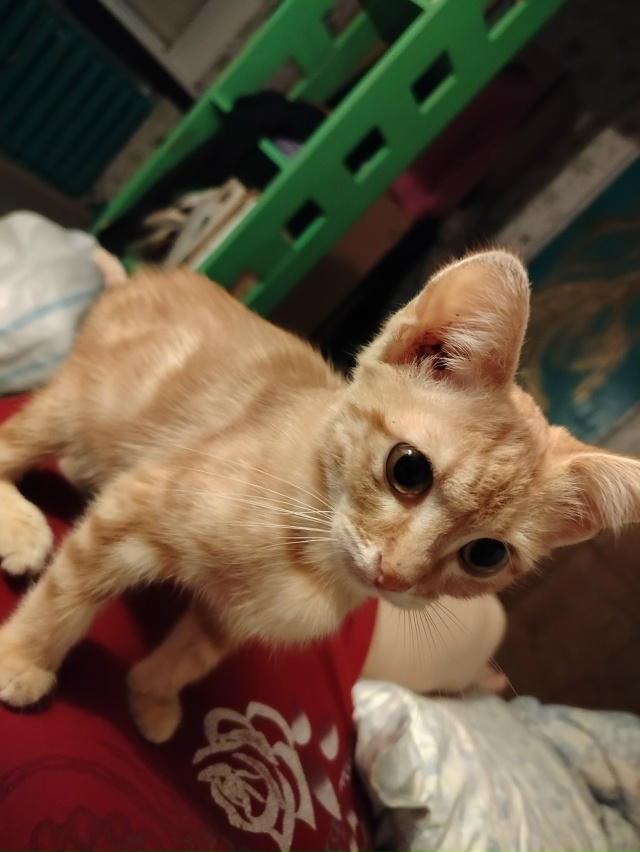 Сплошной подрос!
#руфулуссплошной