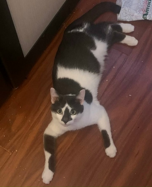 Пропал кот, улица Глинки. Если кто увидит, большая прос?...