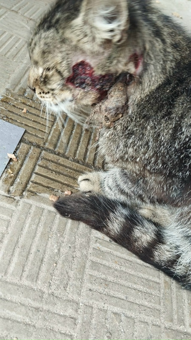 Пост на удачу!
Кто-то, наверное, помнит пост про кота со...