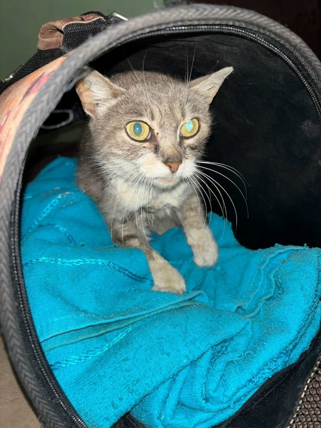 Добрый день.
Найдена кошка в зелёном ошейнике от блох в...