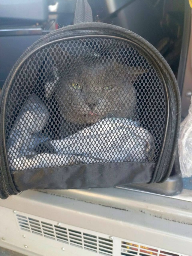 ️🥺 Котика оставили в автобусе № 80 в Перми
Об этом соо...