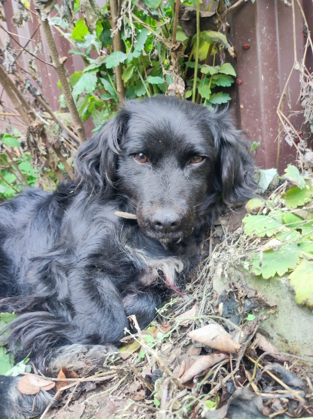 Найдена собака, помогите найти хозяина! Если Вы узнали ...