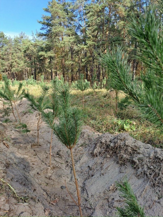 🌲Курские волонтеры посадили 