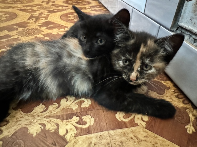 Отдадим котят в заботливые и добрые руки.
К лотку приу?...