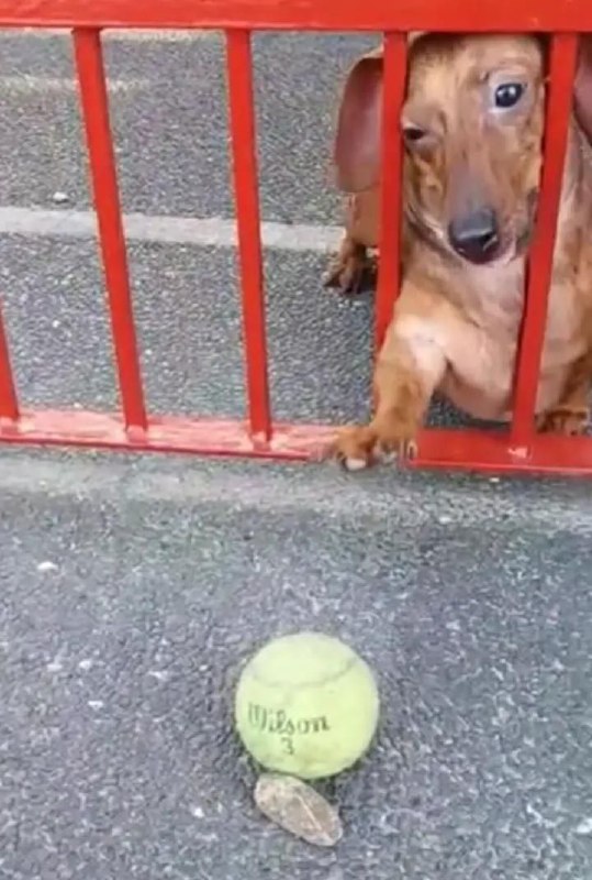 Он же его достанет, да?