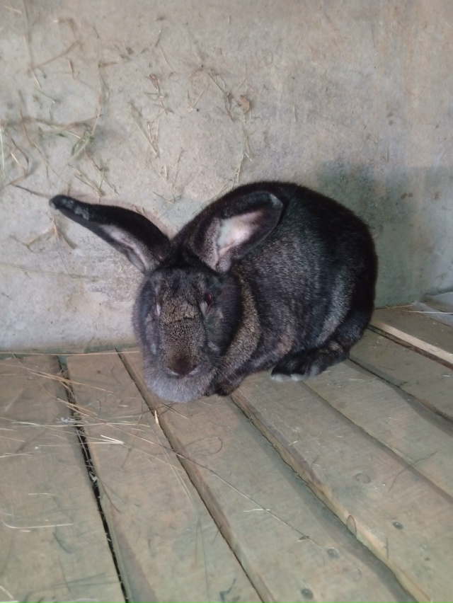 Продам двух крольчих и крола колифорнейской породы и ш...