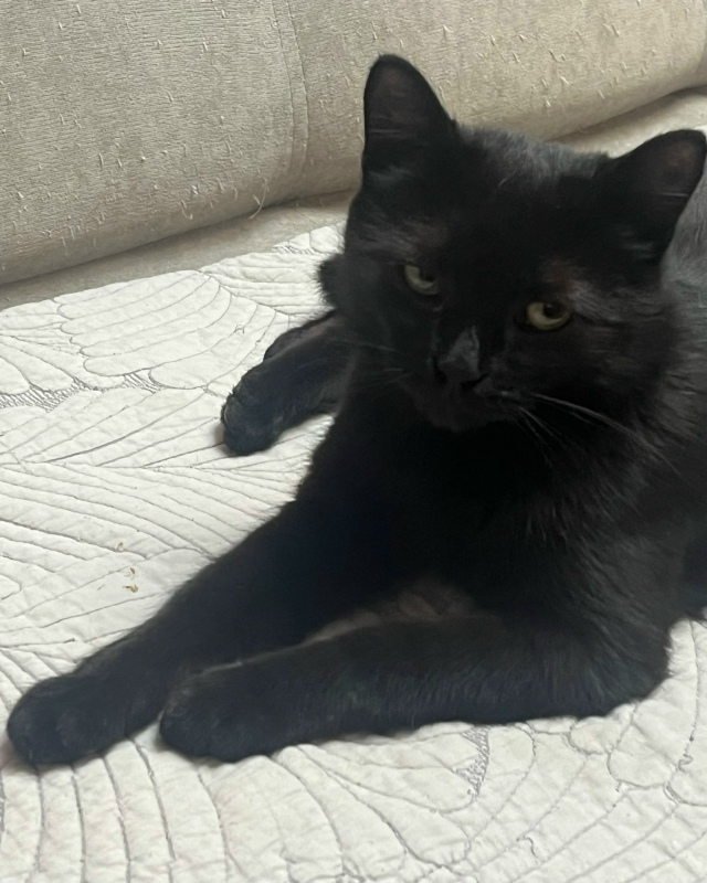 Молодой кошечке Анфисе ищем теплый дом и добрых хозяев...