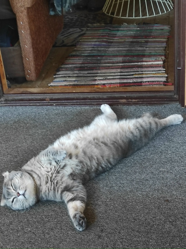 Кот Тимофей отдыхает на даче.