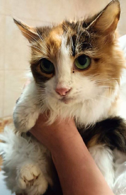 Москва! Кошечка ищет дом! Подбросили кошку трехцветную. Явно домашняя, но очень испуганная. Позволил