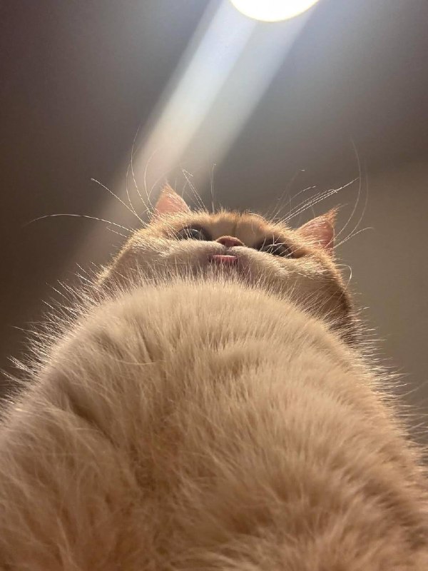 Что видит она во время кекса: