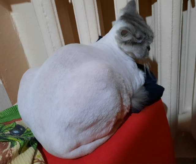 Кошка Рыся теперь кошка Лыся