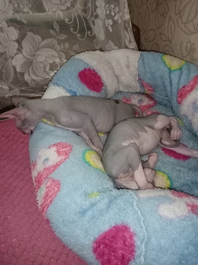 Спят.. Жидкие всратыши!)))