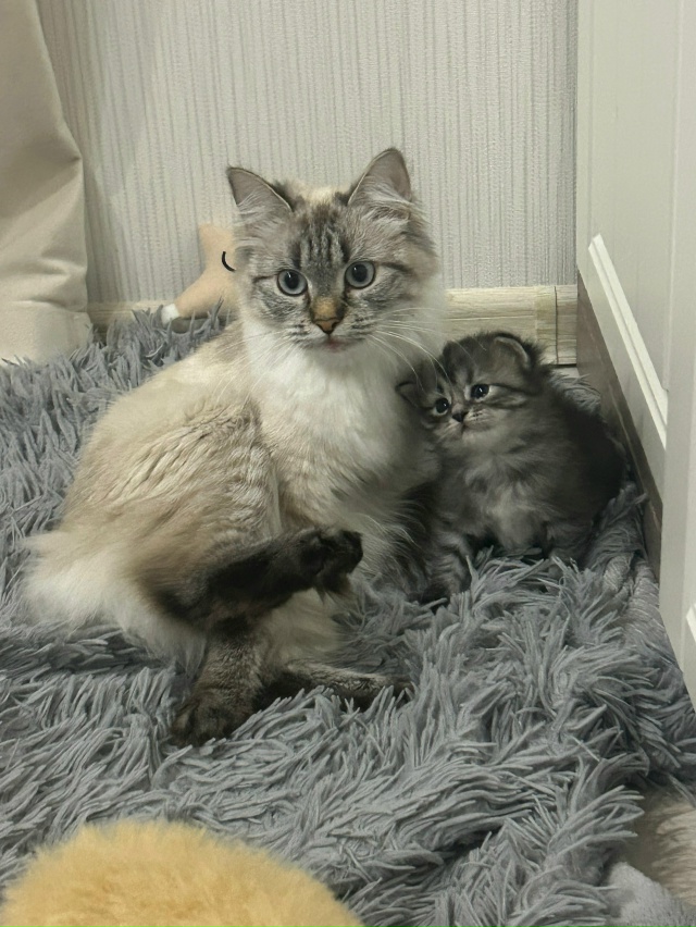 Отдадим котенка в добрые руки!
8921-55-44-366