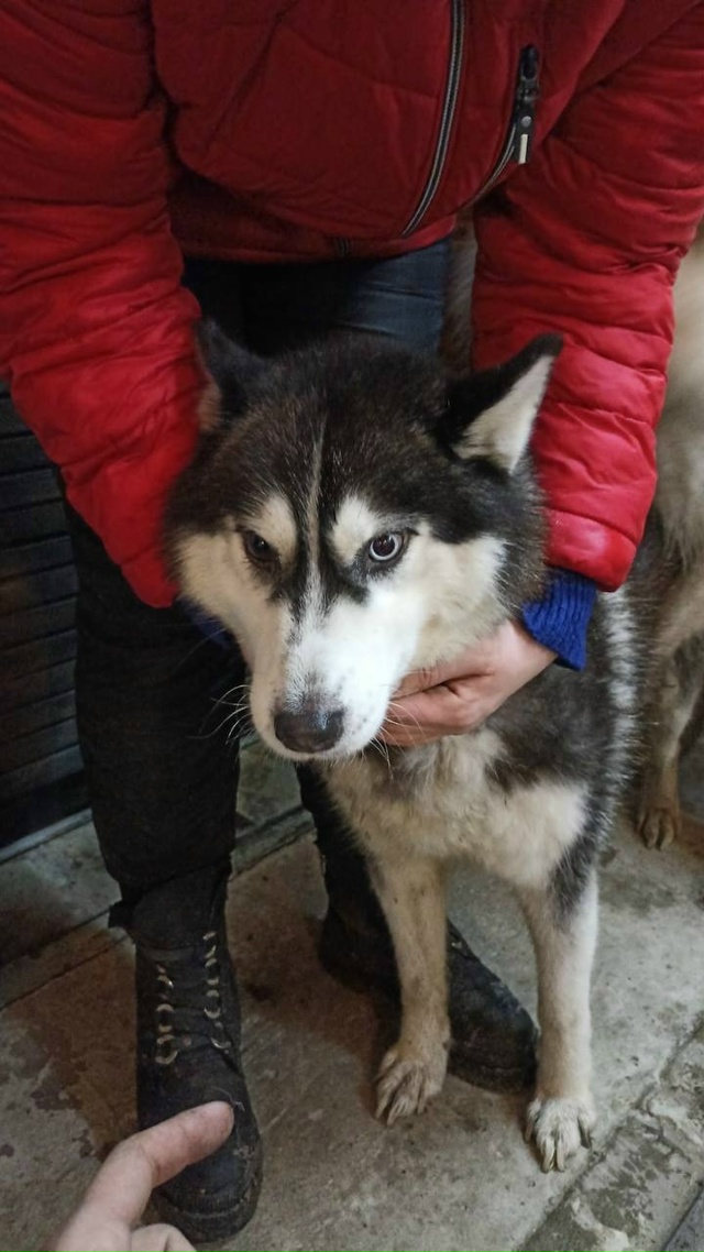 КТО ПОТЕРЯЛ???Разноглазая молодая девочка хаски найден...