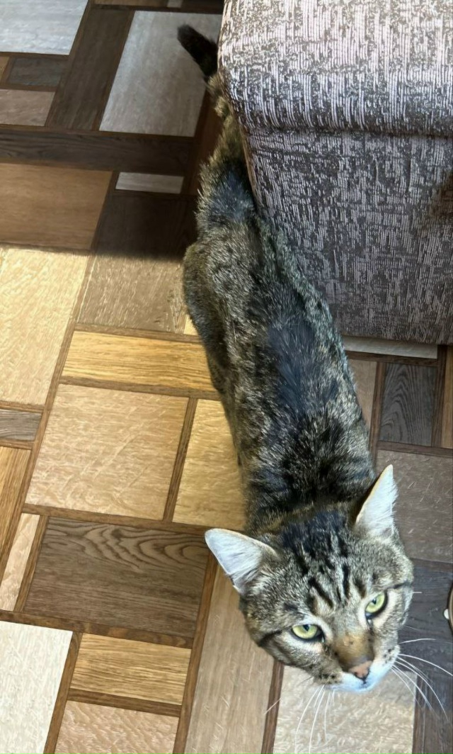 Срочно ищем передержку котику до 30.10. Он долго скитался...