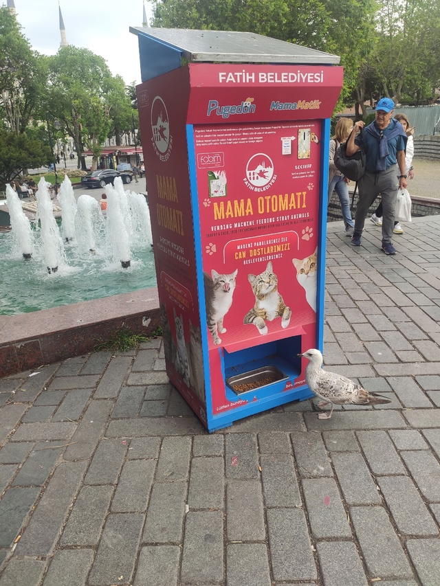 Котики в Стамбуле.
Если я была бы котиком, то хотела бы ?...