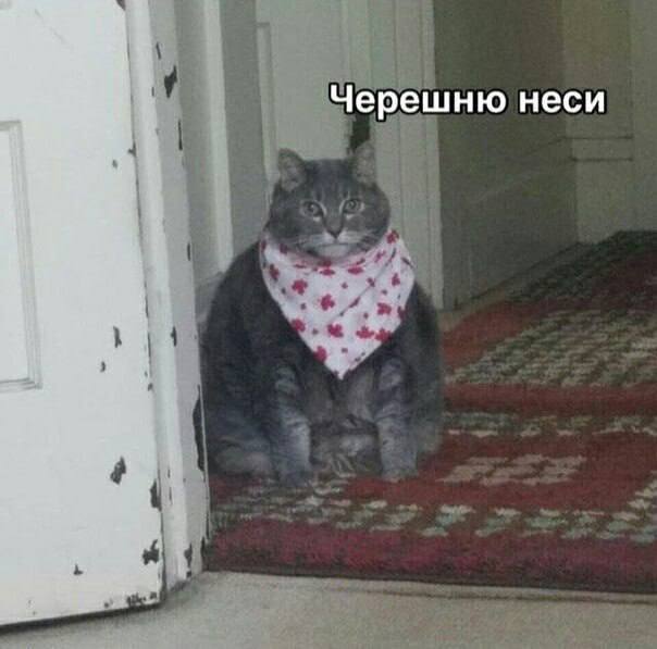 Черешня — лучшая ягода для организма, в ней много ценных витаминов и полезных элементов, заявляют вр