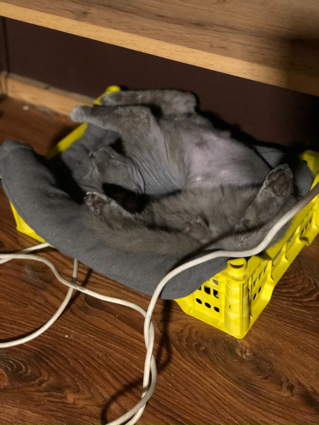 Начес ) кот в шерстяных носочках )