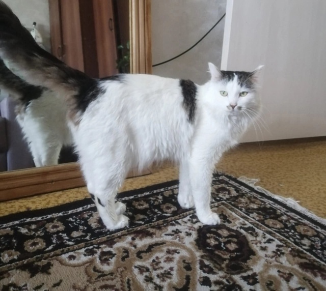 Котик Барсик ищет дом🏘️ и заботливых хозяев.
🐯Найд?...